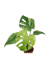 Monstera Mint
